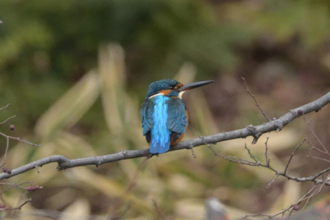 約0.67倍トリミング 2019/1月 SIGMA150-600C+D500 550mm F8 ss1/640 ISO1400