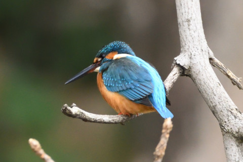 約0.67倍トリミング 2019/1月 SIGMA150-600C+D500 600mm F8 ss1/500 ISO2200