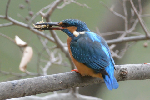 約0.67倍トリミング 2019/1月 SIGMA150-600C+D500 600mm F8 ss1/400 ISO1800