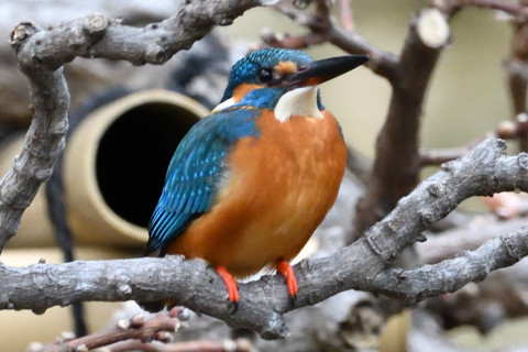 約0.67倍トリミング 2019/1月 SIGMA150-600C+D500 600mm F8 ss1/1250 ISO2800