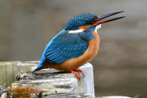 約0.67倍トリミング 2019/1月 SIGMA150-600C+D500 600mm F8 ss1/1000 ISO2000