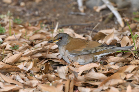 2019/1月 SIGMA150-600C+D500 600mm F8 ss1/320 ISO2800