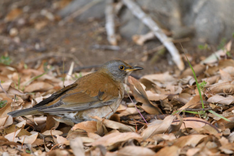 2019/1月 SIGMA150-600C+D500 600mm F8 ss1/250 ISO1400
