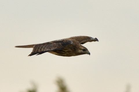 約0.67倍トリミング 2019/1月 SIGMA150-600C+D500 600mm F8 ss1/800 ISO200 AF-C シングル