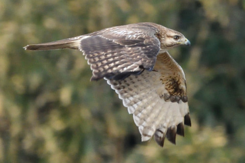 約0.67倍トリミング 2019/1月 SIGMA150-600C+D500 600mm F8 ss1/800 ISO1800 AF-C シングル