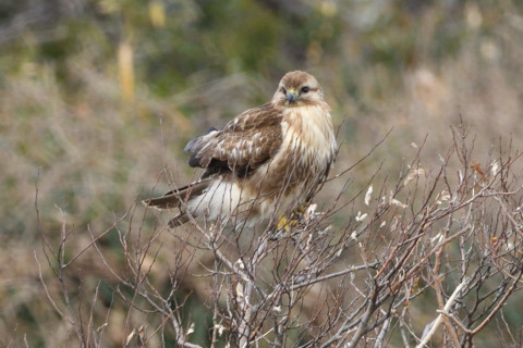 約0.67倍トリミング 2019/1月 SIGMA150-600C+D500 600mm F8 ss1/200 ISO280