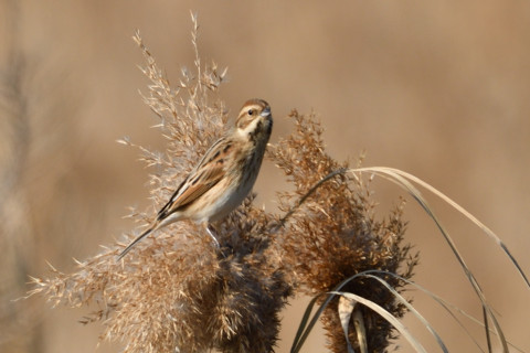 約0.67倍トリミング 2019/1月 SIGMA150-600C+D500 600mm F8 ss1/500 ISO100