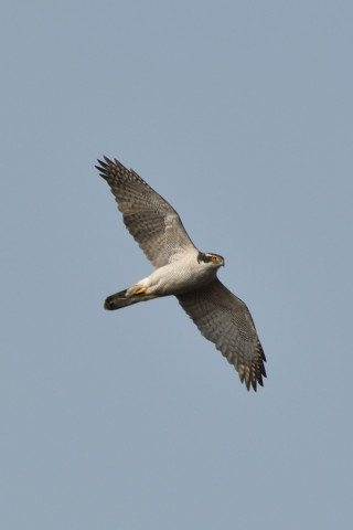 0.5倍トリミング 2019/1月 SIGMA150-600C+D500 600mm F8 ss1/640 ISO100 AF-C シングル