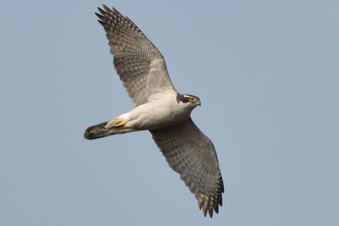 約0.67倍トリミング 2019/1月 SIGMA150-600C+D500 600mm F8 ss1/640 ISO100 AF-C シングル