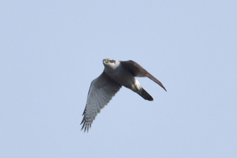 トリミング 2019/1月 SIGMA150-600C+D500 600mm F8 ss1/1250 ISO100 AF-C シングル