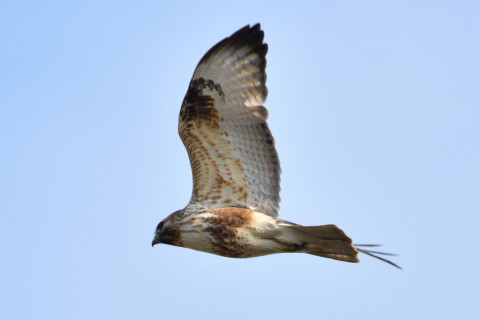 0.4倍トリミング 2019/1月 SIGMA150-600C+D500 600mm F8 ss1/800 ISO100 AF-C シングル 