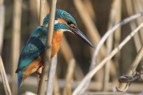 0.5倍トリミング 2019/1月 SIGMA150-600C+D500 600mm F8 ss1/500 ISO140