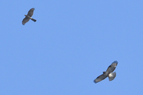 約0.67倍トリミング 2019/1月 SIGMA150-600C+D500 600mm F8 ss1/800 ISO125 AF-C シングル