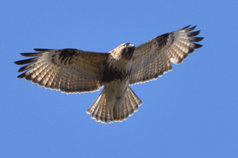 約0.67倍トリミング 2019/1月 SIGMA150-600C+D500 600mm F8 ss1/1000 ISO280 AF-C シングル