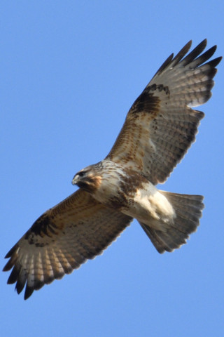 約0.67倍トリミング 2019/1月 SIGMA150-600C+D500 600mm F8 ss1/800 ISO180 AF-C シングル