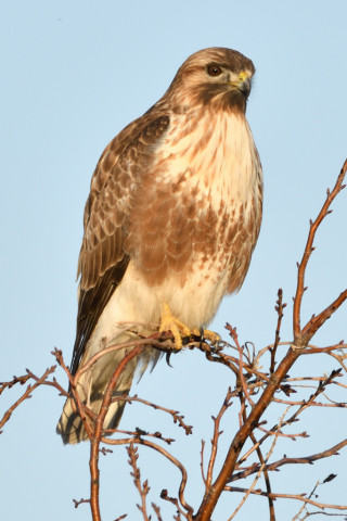 0.5倍トリミング 2019/1月 SIGMA150-600C+D500 600mm F8 ss1/400 ISO125