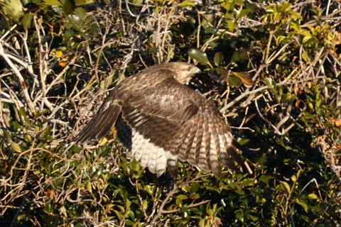 トリミング 2019/1月 SIGMA150-600C+D500 600mm F8 ss1/1250 ISO560 AF-C シングル