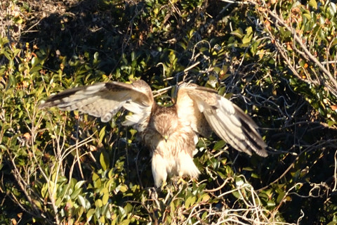 2019/1月 SIGMA150-600C+D500 600mm F8 ss1/640 ISO500 AF-C シングル