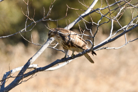約0.33倍トリミング 2019/1月 SIGMA150-600C+D500 600mm F8 ss1/640 ISO280
