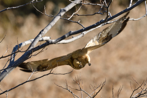 約0.33倍トリミング 2019/1月 SIGMA150-600C+D500 600mm F8 ss1/640 ISO250 AF-C シングル