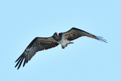 0.5倍トリミング 2019/1月 SIGMA150-600C+D500 600mm F8 ss1/1600 ISO250 AF-C シングル