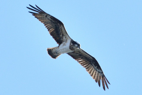 約0.67倍トリミング 2019/1月 SIGMA150-600C+D500 600mm F8 ss1/1250 ISO360 AF-C シングル