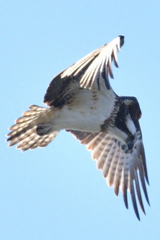 トリミング 2019/1月 SIGMA150-600C+D500 600mm F8 ss1/1250 ISO125 AF-C シングル