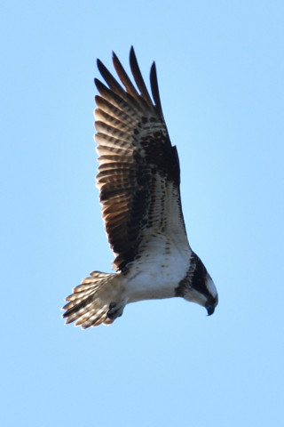 約0.67倍トリミング 2019/1月 SIGMA150-600C+D500 600mm F8 ss1/1250 ISO125 AF-C シングル