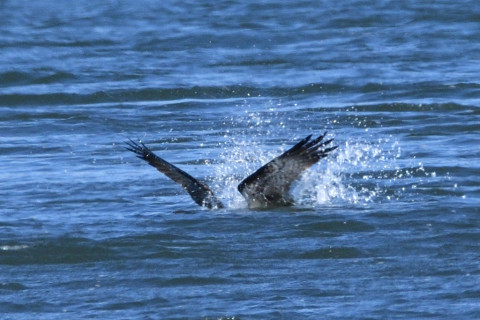 トリミング 2019/1月 SIGMA150-600C+D500 600mm F8 ss1/1250 ISO400 AF-C シングル