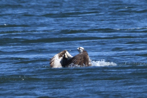 トリミング 2019/1月 SIGMA150-600C+D500 600mm F8 ss1/1250 ISO400 AF-C シングル