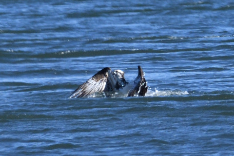 トリミング 2019/1月 SIGMA150-600C+D500 600mm F8 ss1/1250 ISO400 AF-C シングル
