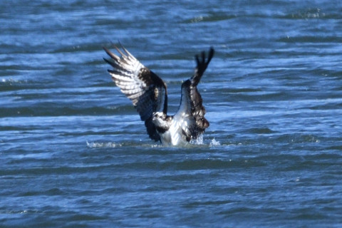 トリミング 2019/1月 SIGMA150-600C+D500 600mm F8 ss1/1250 ISO400 AF-C シングル
