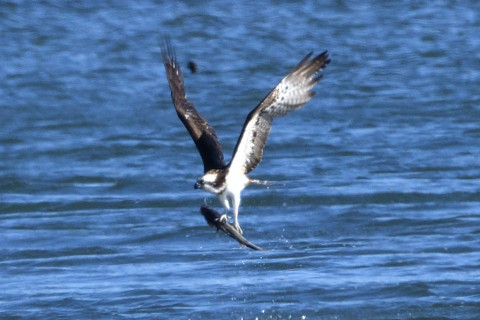 トリミング 2019/1月 SIGMA150-600C+D500 600mm F8 ss1/1250 ISO400 AF-C シングル