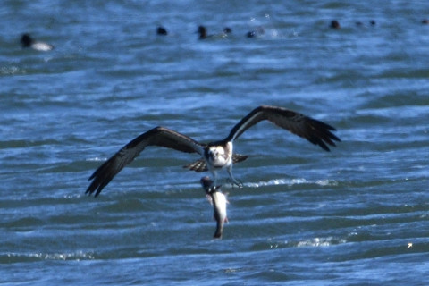 トリミング 2019/1月 SIGMA150-600C+D500 600mm F8 ss1/1250 ISO400 AF-C シングル