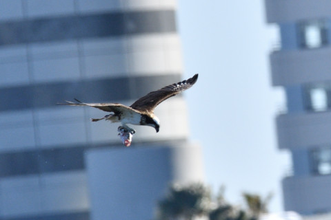 トリミング 2019/1月 SIGMA150-600C+D500 600mm F8 ss1/1250 ISO125 AF-C シングル