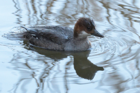約0.33倍トリミング 2019/1月 SIGMA150-600C+D500 550mm F8 ss1/1000 ISO5000