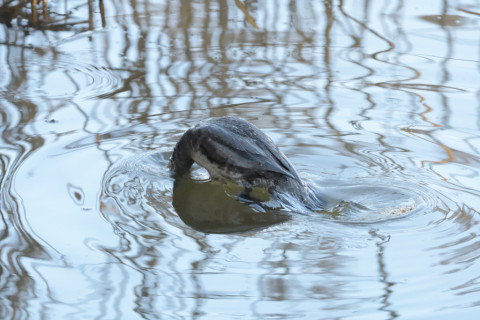 2019/1月 SIGMA150-600C+D500 550mm F8 ss1/1000 ISO5000