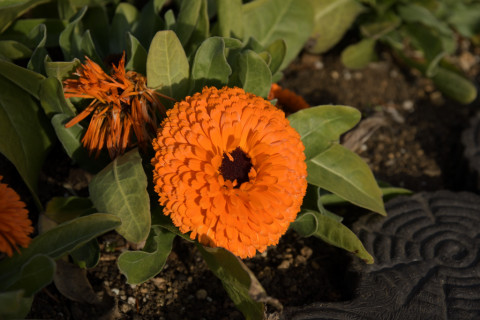 2019/2月 SIGMA17-70+D500 70mm F5.6 ss1/640 ISO100