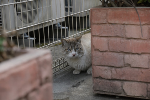 2019/2月 SIGMA17-70+D500 70mm F4 ss1/500 ISO1600 MF