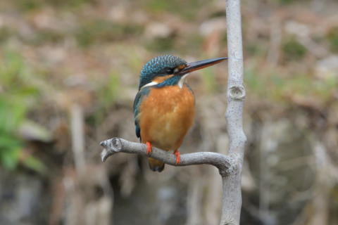 約0.33倍トリミング 2019/2月 SIGMA150-600C+D500 600mm F8 ss1/640 ISO1400