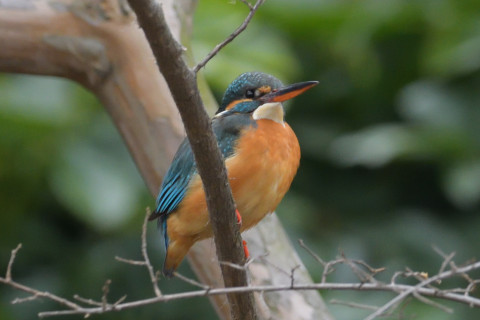 0.5倍トリミング 2019/2月 SIGMA150-600C+D500 600mm F8 ss1/640 ISO2200