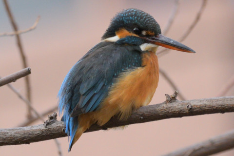 0.5倍トリミング 2019/2月 SIGMA150-600C+D500 600mm F8 ss1/1600 ISO900