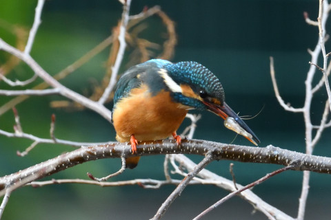 0.5倍トリミング 2019/2月 SIGMA150-600C+D500 600mm F8 ss1/800 ISO3600