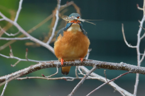 0.5倍トリミング 2019/2月 SIGMA150-600C+D500 600mm F8 ss1/800 ISO3200