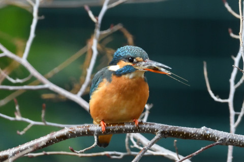 0.5倍トリミング 2019/2月 SIGMA150-600C+D500 600mm F8 ss1/800 ISO3200