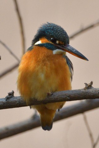 0.5倍トリミング 2019/2月 SIGMA150-600C+D500 600mm F8 ss1/1600 ISO720