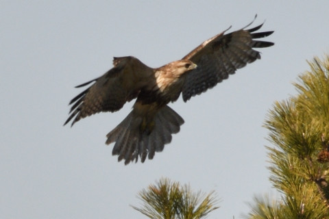 トリミング 2019/2月 SIGMA150-600C+D500 600mm F8 ss1/1000 ISO125 AF-C 3D