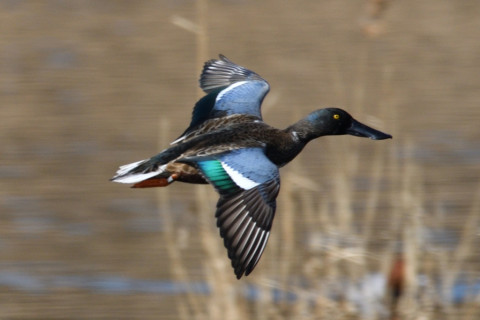 約0.67倍トリミング 2019/2月 SIGMA150-600C+D500 600mm F8 ss1/1000 ISO250 AF-C 3D