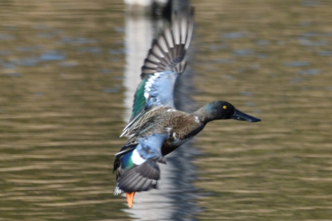 約0.67倍トリミング 2019/2月 SIGMA150-600C+D500 600mm F8 ss1/1000 ISO360 AF-C 3D