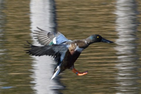約0.67倍トリミング 2019/2月 SIGMA150-600C+D500 600mm F8 ss1/1000 ISO320 AF-C 3D